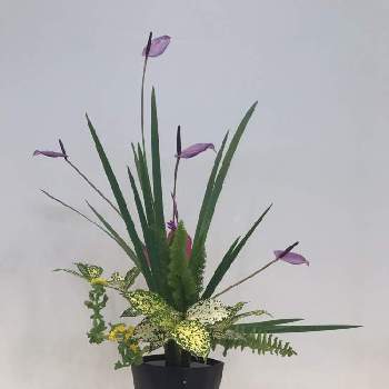 オクラレルカの投稿画像一覧 Greensnap グリーンスナップ