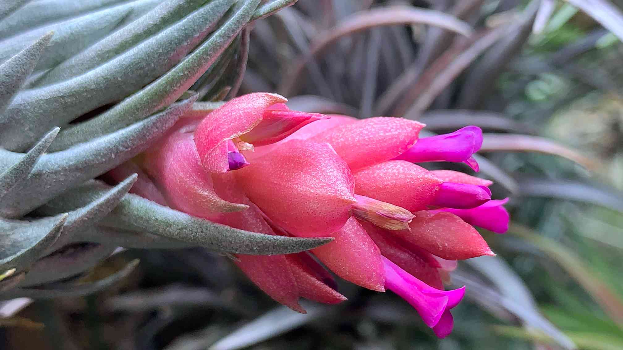 ブラジル赤花の一覧｜🍀GreenSnap（グリーンスナップ）