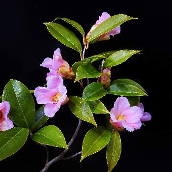 江戸椿の投稿画像一覧 Greensnap グリーンスナップ