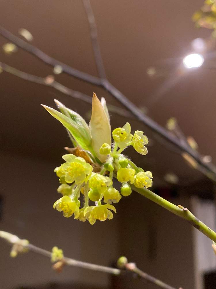 黒文字 クロモジ の投稿画像 By とも Tomo Tomo K さん 白い花と新入りさんと黒文字 21月2月15日 Greensnap グリーンスナップ