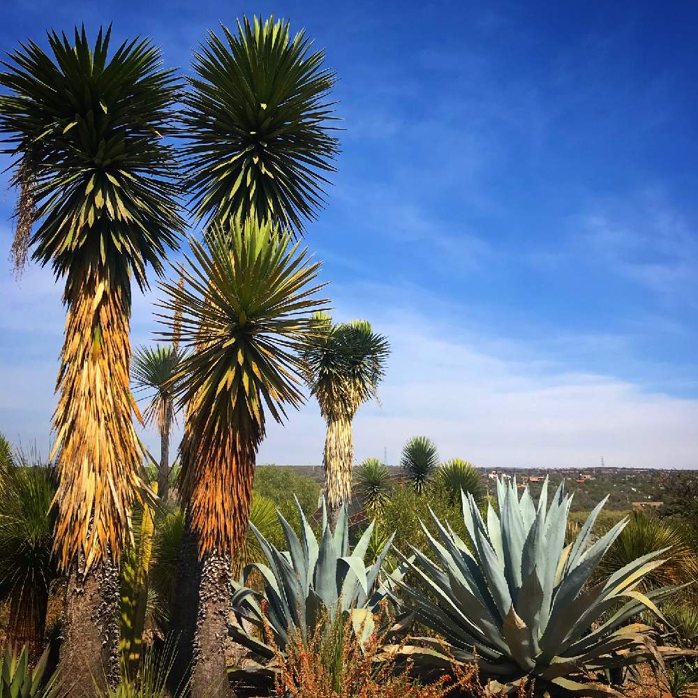 ユッカフィリフェラの投稿画像 By Yoplantasさん アガベフランゾシニーと多肉植物とドライガーデンと植物のある暮らしとメキシコとメキシコ 原産とユッカ属とマゲイと植物と植物女子と珍奇植物とフィリフェラとagaveと海外暮らしとユッカ フィリフェラとビザールプランツ