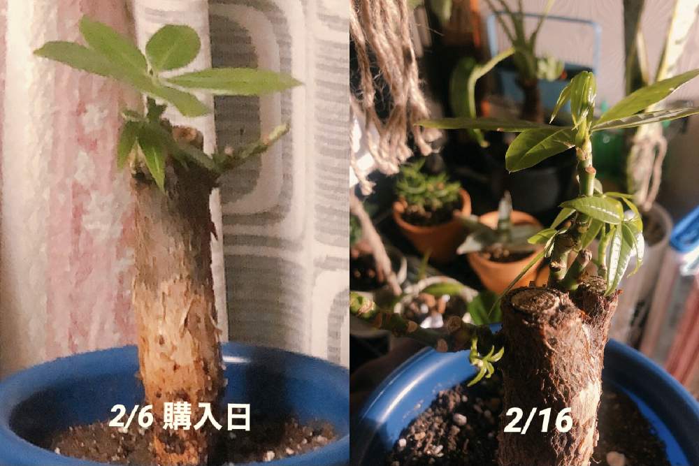 パキラの投稿画像 By おーたむさん パキラと観葉植物とダイソーと成長記録 21月2月16日 Greensnap グリーンスナップ