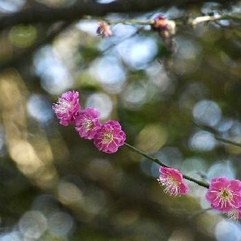 紅梅♪の画像 by aji810061さん | 散策と 梅の花と紅梅♪