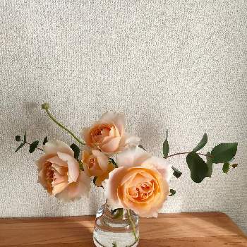 青山フラワーマーケットの投稿画像一覧 Greensnap グリーンスナップ