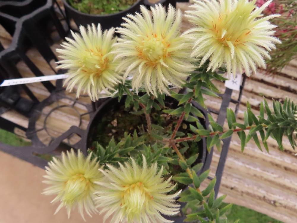 フィリカ プベッセンス ワフトフェザーの投稿画像 By ゆーちゃんさん キュンキュン乙女倶楽部と千葉県と部員no294と 最前線のあなたへとおはなやさんと医療現場の人々に感謝 21月2月16日 Greensnap グリーンスナップ