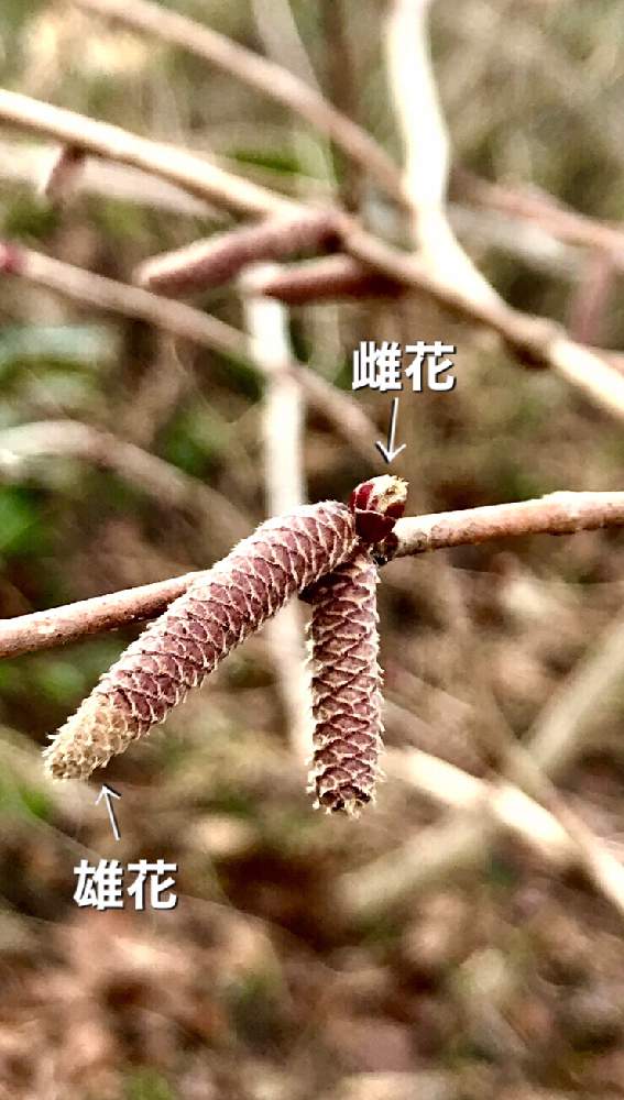 ハンノキの投稿画像 By かしさん 仙台市野草園 21月2月16日 Greensnap グリーンスナップ