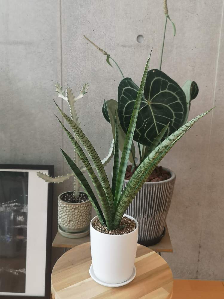 アンスリウムの投稿画像 By えいきちさん サンスベリアとホワイトゴーストとアンスリウム クラリネルビウムとサンスベリアサイアムブルーと部屋と多肉植物と観葉植物と初心者と観葉植物初心者とインテリアと植物と無印と無印良品と多肉友達募集中と