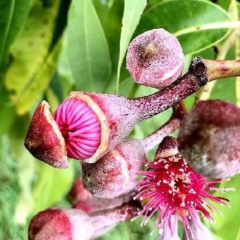 オーストラリア植物の投稿画像一覧 Greensnap グリーンスナップ