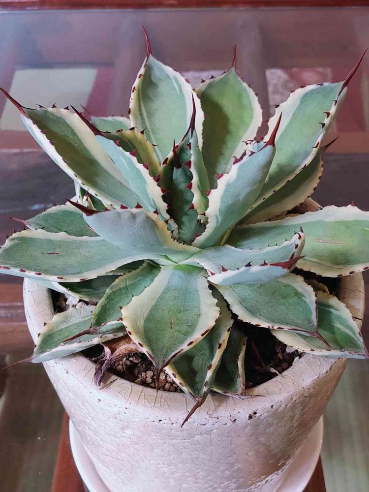 アガベ 吉祥冠 胴切り｜🍀GreenSnap（グリーンスナップ） 
