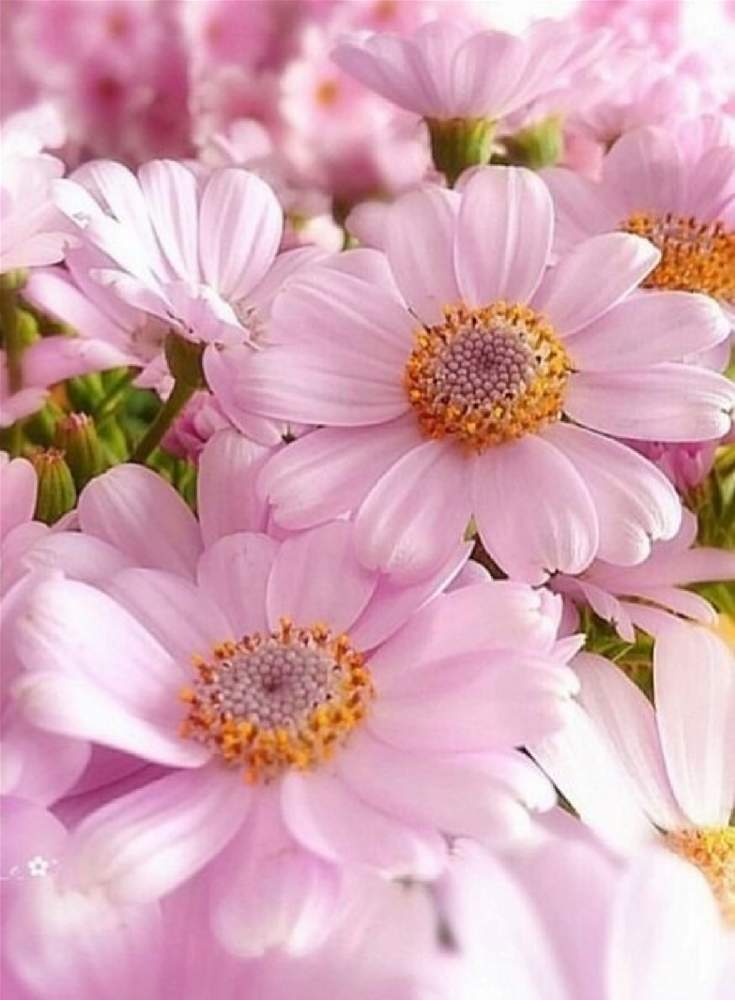 サイネリアの投稿画像 By 真優 さん ピンクの花と可愛い花と綺麗な花とガーデニングと花のある暮らし 21月2月16日 Greensnap グリーンスナップ