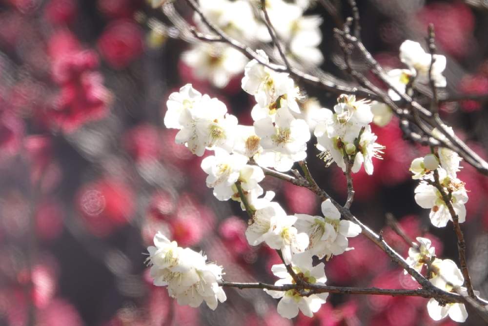 ウメの投稿画像 By Serendipityrumiさん 散歩と白 しろ ホワイトと富岡総合公園 21月2月16日 Greensnap グリーンスナップ