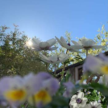コンパクトの画像 by oharuさん | コンパクトアネモネ 絢花とミニビオラと寄せ植えとコンパクトとミニビオラの花