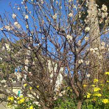 目が覚めるような色の投稿画像一覧 Greensnap グリーンスナップ