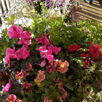 ガーデンシクラメンの寄せ植えの画像 by ブルーデイジーさん | バルコニー/ベランダとアネモネデカンと花のある暮らしとガーデンシクラメンの寄せ植え