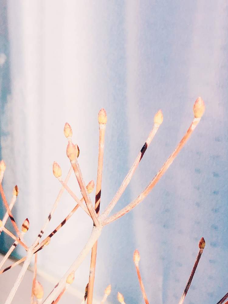 ドウダンツツジの投稿画像 By のぷうさん 庭木と樹木と緑のある暮らし 21月2月16日 Greensnap グリーンスナップ