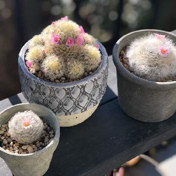 リプサリス パラドクサの投稿画像一覧 Greensnap グリーンスナップ