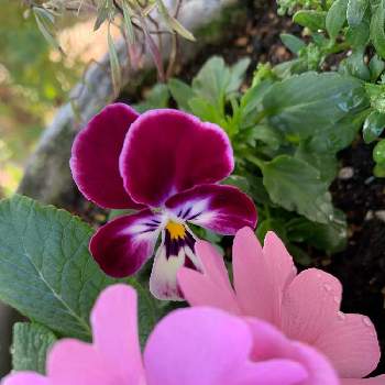 虹色スミレムーンライトの画像 by hiさん | 小さな庭と虹色スミレとプリムラいちごだいふくと虹色スミレムーンライトと鉢植えと花のある暮らしといただきものとタネから