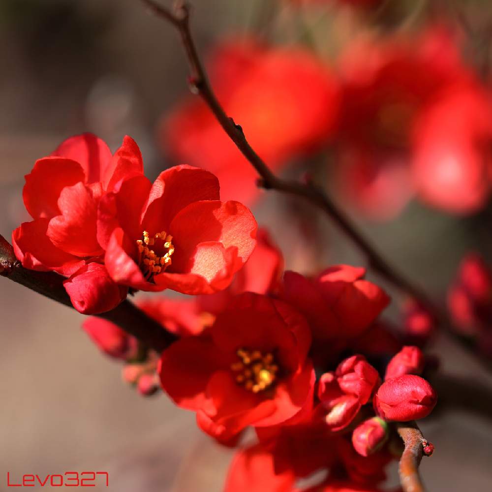 木瓜 ボケ の投稿画像 By Levo327さん 赤い花と大庭城址公園と背景ボケとcanon Eos 5d Mark Iiiとボケとお出かけ先と赤い花と大庭城址公園と背景ボケとcanon Eos 5d Mark Iii 21月2月16日 Greensnap グリーンスナップ Greensnap グリーンスナップ 木瓜 ボケ の投稿画像 By Levo327さん 赤い花と大庭城址公園と背景ボケとcanon Eos 5d Mark Iiiとボケとお出かけ先と赤い花と大庭城址公園と背景ボケとcanon Eos 5d Mark Iii 21月2月16日 Greensnap グリーンスナップ Greensnap グリーンスナップ