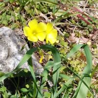 カタバミの画像