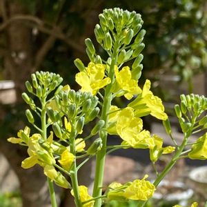 地植え,マイガーデン,花のある暮らし,冬野菜,マイホームの画像