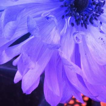 アネモネの花の投稿画像一覧 Greensnap グリーンスナップ