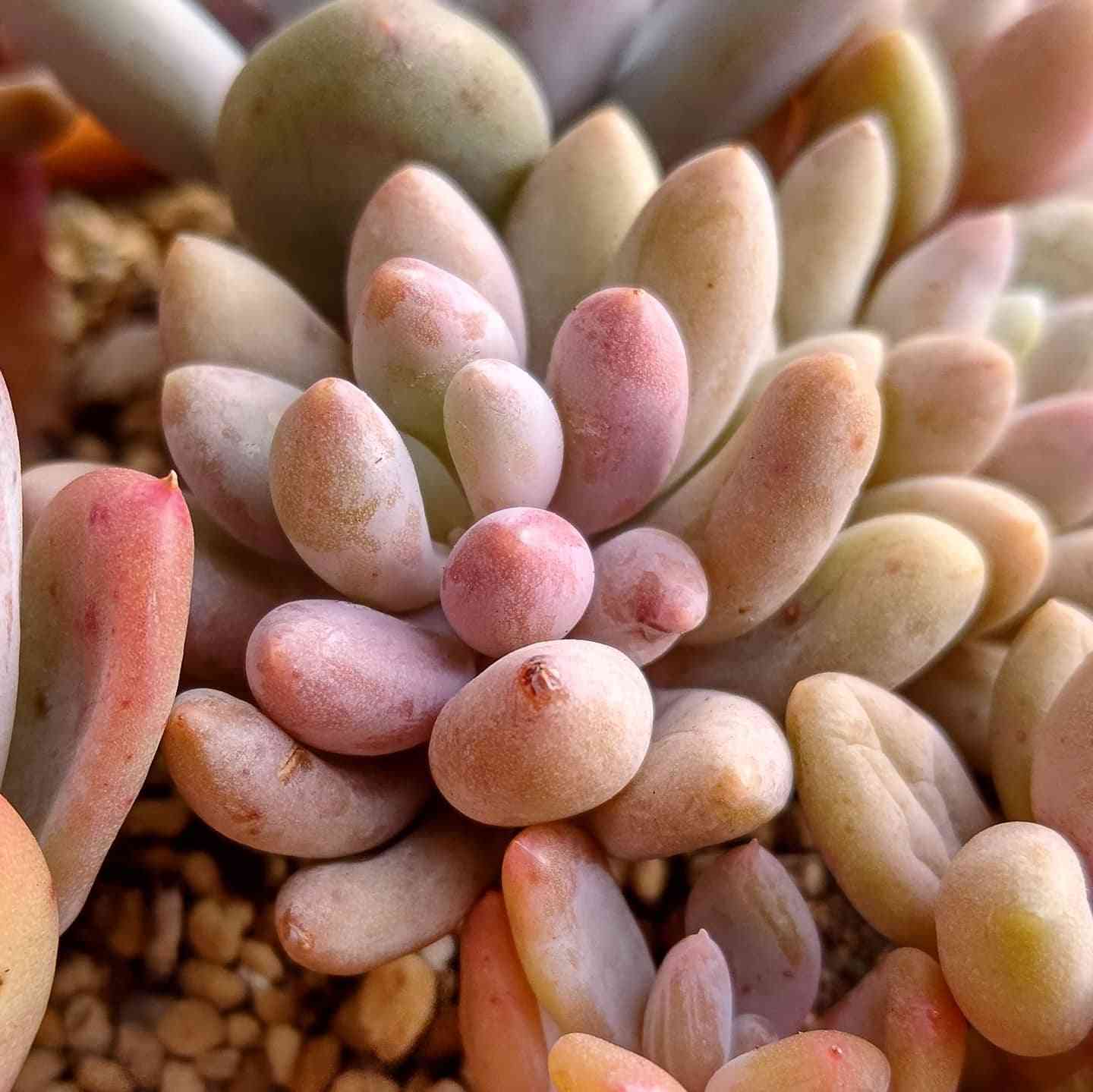 専用❣️多肉植物^o^ 希少❣️オビフェルム×ベビーフィンガー 楽天市場】農園直売 多肉植物 寄せ植え パキフィツム属 ベビー