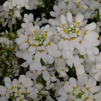 小さな白い小花の画像 by まさちゃんさん | 窓辺と小さな白い小花と花のある暮らし