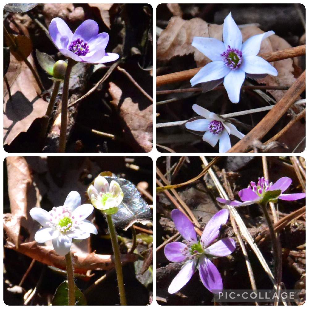 ミスミソウの投稿画像 By Naoさん 雪割草と山野草と三毳山公園 21月2月16日 Greensnap グリーンスナップ