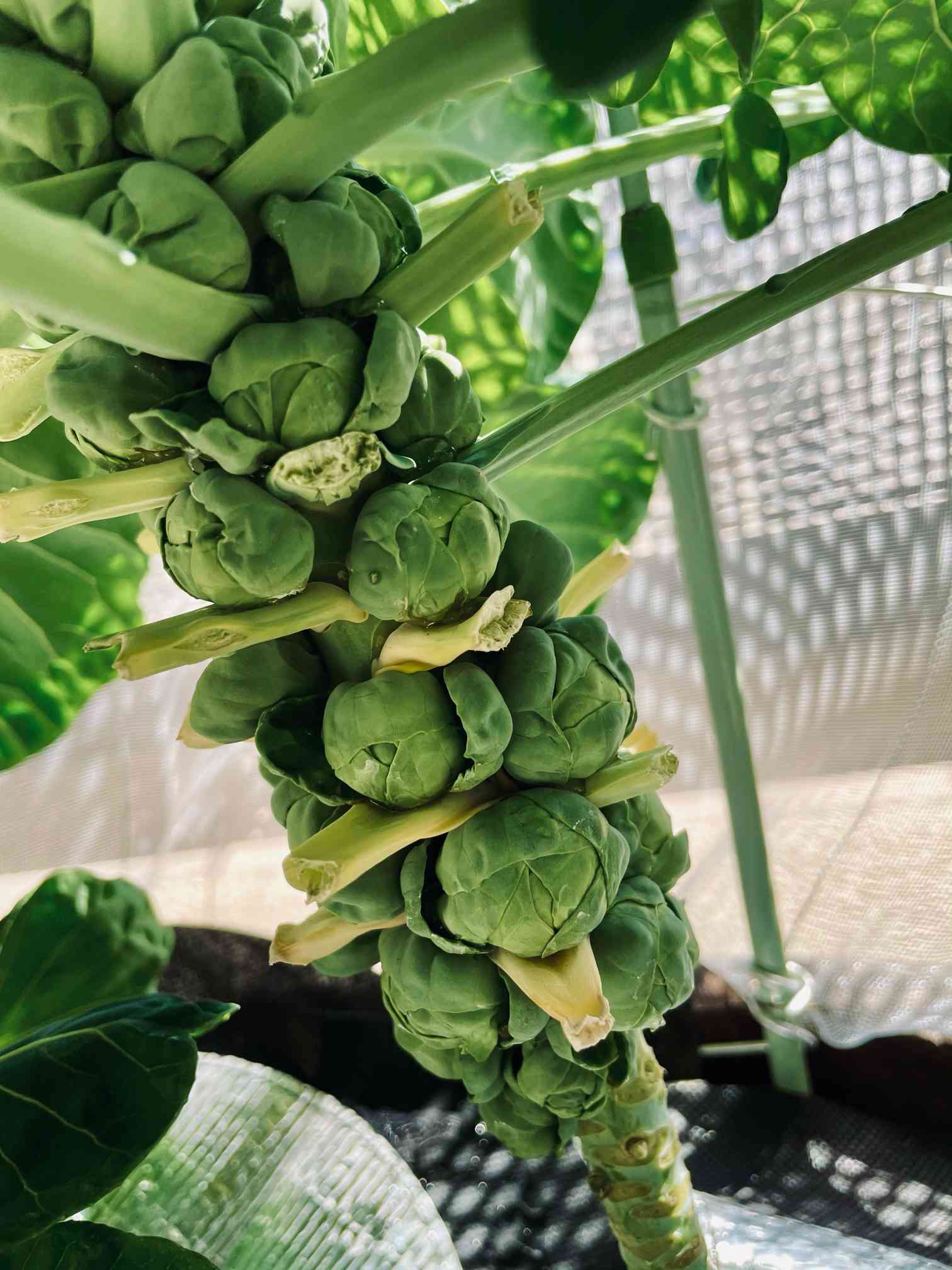 芽キャベツ】成長記録｜🍀GreenSnap（グリーンスナップ）