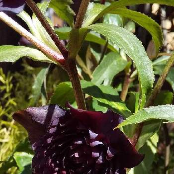 クリスマスローズ クレオパトラの投稿画像一覧 Greensnap グリーンスナップ