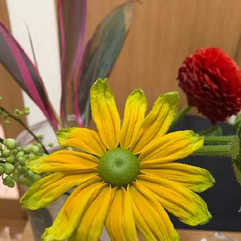 ルドベキア プレーリーサンの投稿画像一覧 Greensnap グリーンスナップ