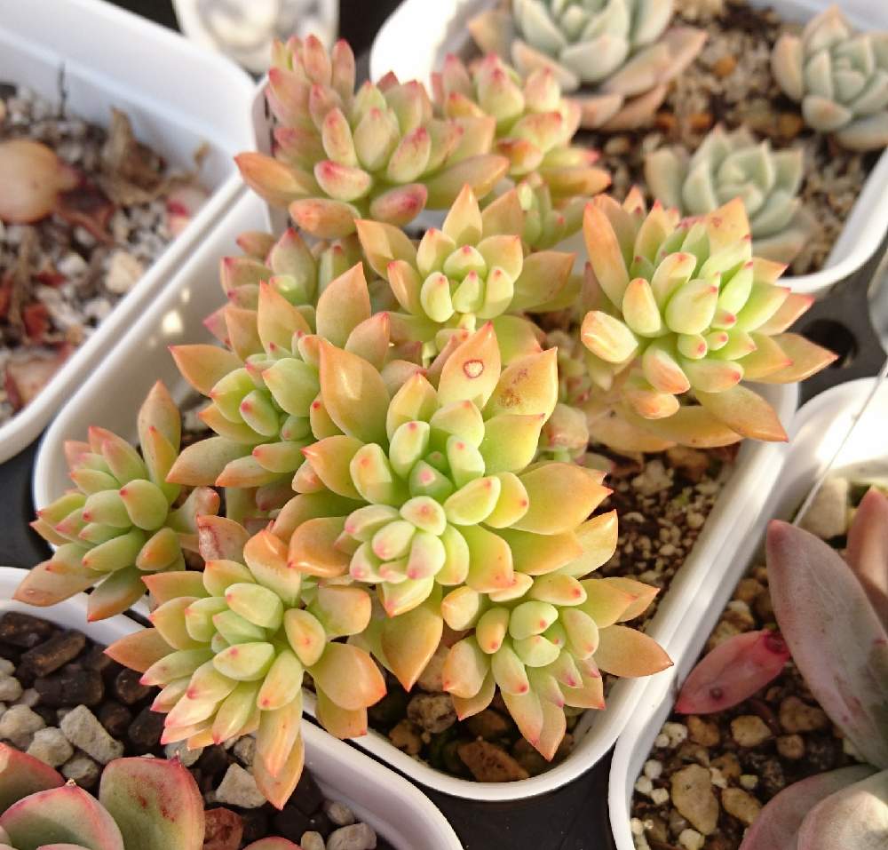 リトルビューティー 9 10 Greensnap グリーンスナップ