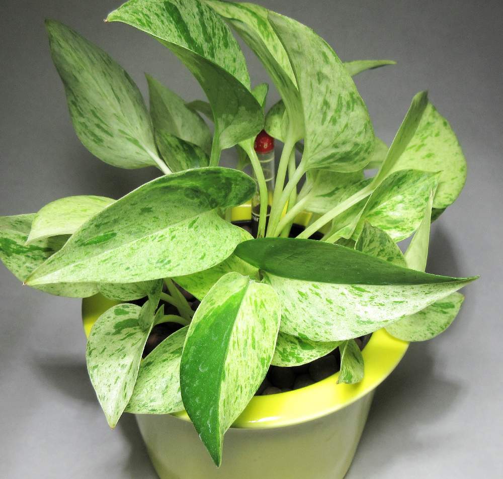 ポトスの投稿画像 By Dryさん ポトスマーブルクイーンとみどりのある暮らしと観葉植物と植中毒と大好きな葉っぱと葉っぱ大好きとサトイモ 科 21月2月17日 Greensnap グリーンスナップ