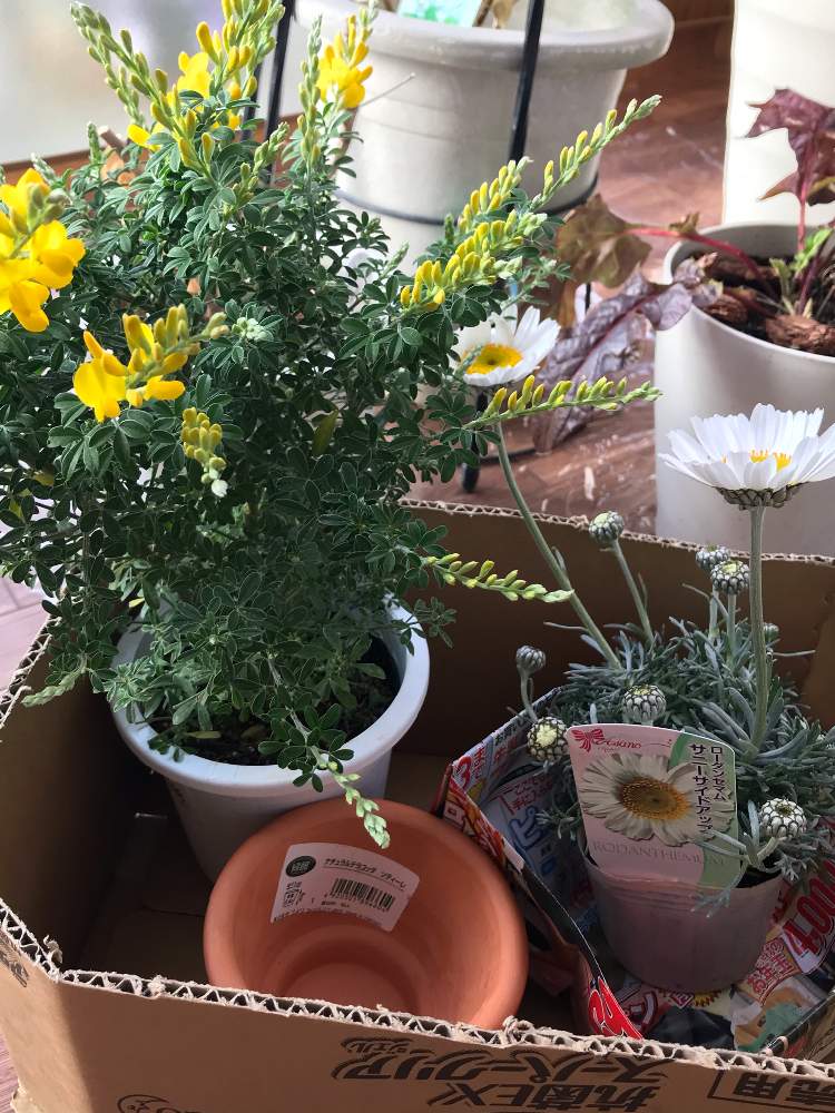 エニシダの投稿画像 By ぽつんさん ローダンセマムとお花大好き とぽつん図鑑ときれいとおうち園芸とミドリと花のある暮らしとgreen Up といやし 21月2月17日 Greensnap グリーンスナップ