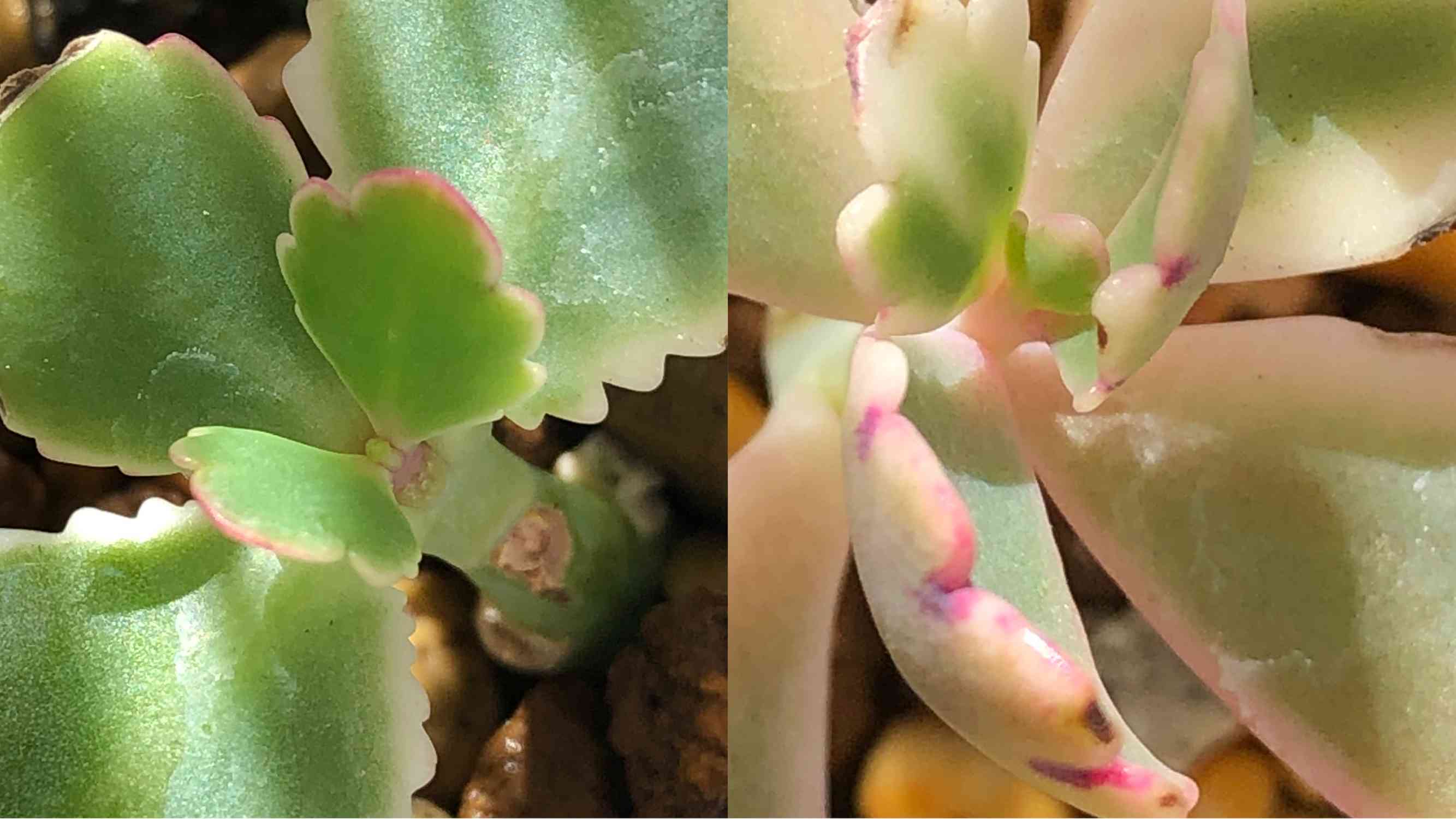 多肉植物　女王錦　カキコ　カット苗　発根してます【特定記録付】 多肉植物 女王錦 カキコ カット苗 発根してます【特定記録付】 舞