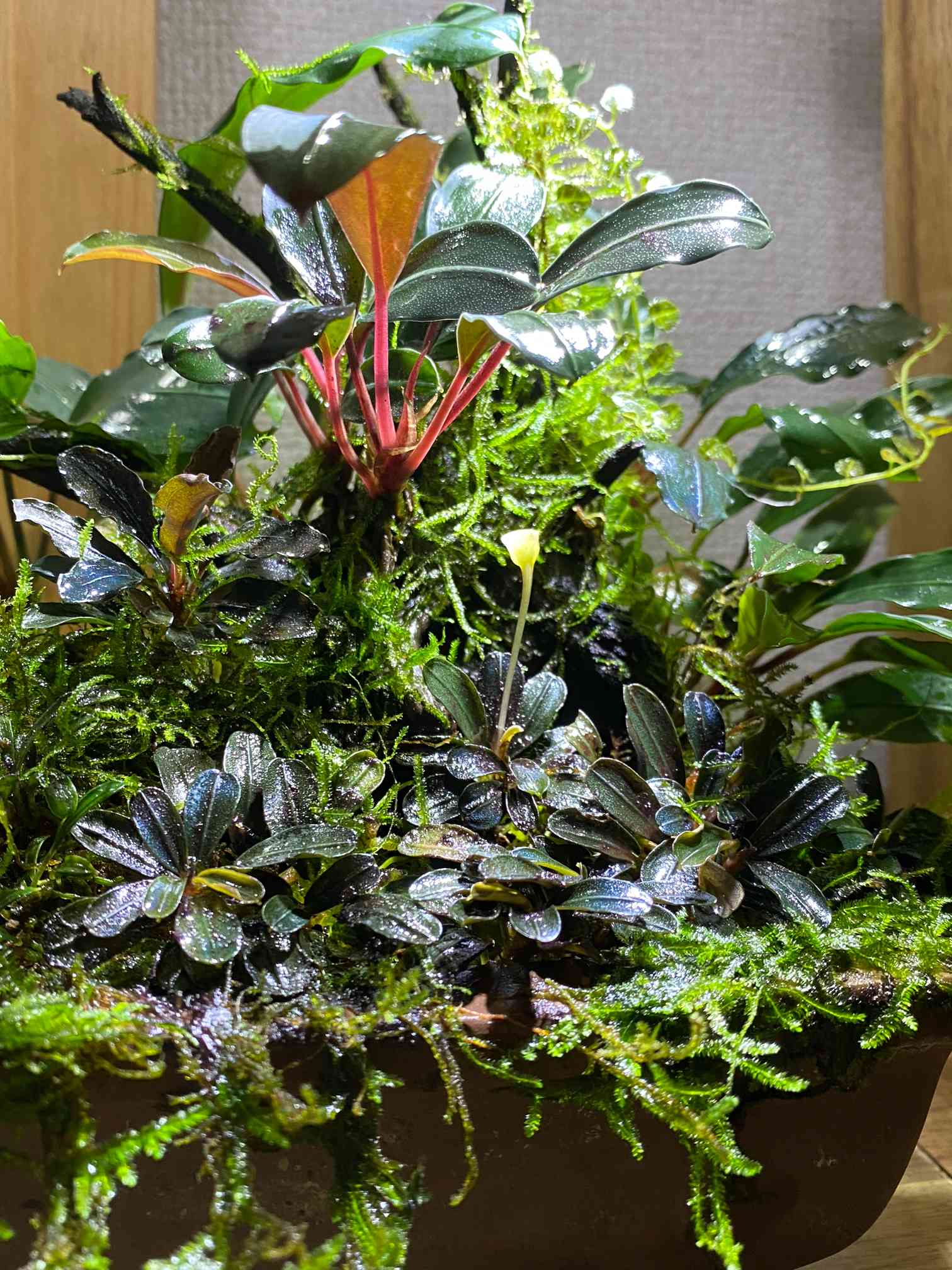 Bucephalandra sp.オリーバ とアンダーレッド Bucephalandra sp 'Red' - Aqua Essentials
