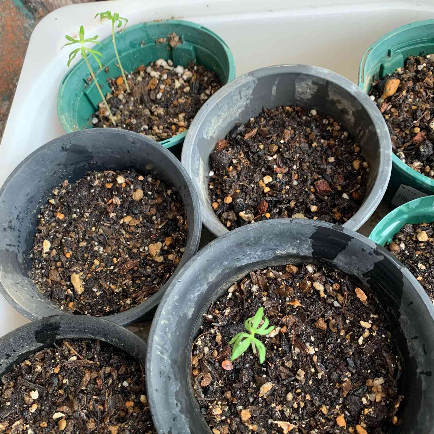 ボスウェリア　サクラ　多分岐 ボスウェリア・サクラの実生記録(2023.7.12〜)｜きりん