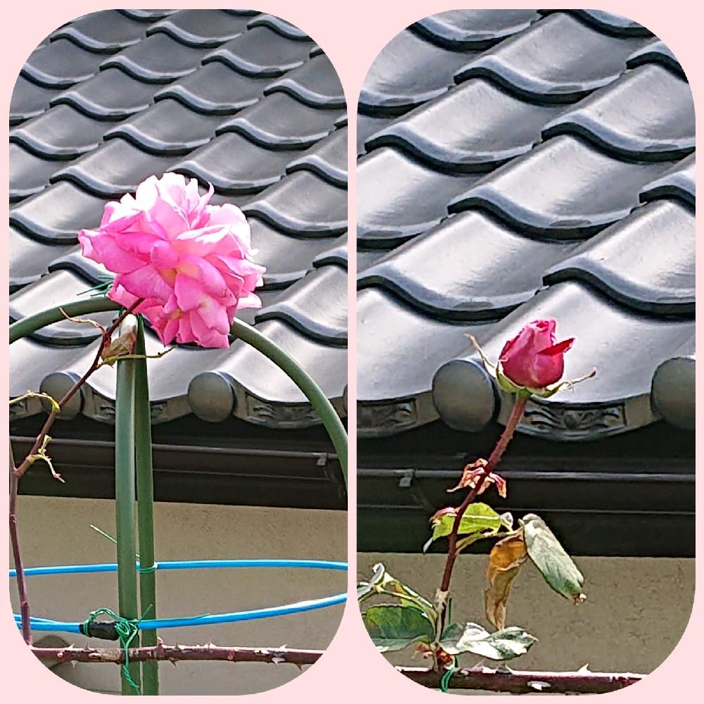 バラの投稿画像 By ナナさん 水曜ローズショーと可愛いお花とお散歩道の花たちと綺麗なお花と大好きなお花とピンクのお花と明日はきっと良い日になる 21月2月17日 Greensnap グリーンスナップ
