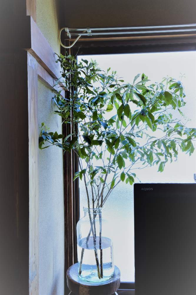 アセビの投稿画像 By Hila Ya Hilaryさん 枝ものとインテリアグリーンとテレビの横と自分で仕入れ 21月2月17日 Greensnap グリーンスナップ