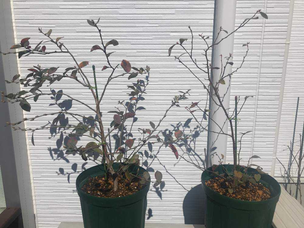 鉢植えブルーベリーの栽培記録 2 17更新 Greensnap グリーンスナップ