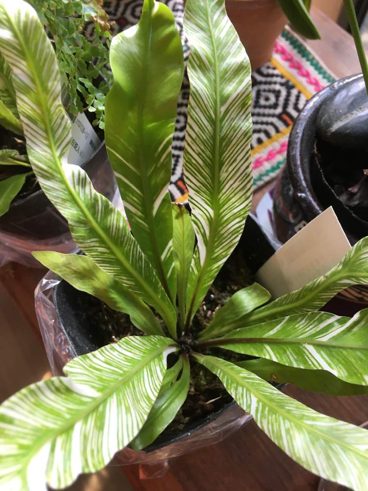 アスプレニウムの投稿画像 By 若緒さん オオタニワタリ 斑入りとバルコニー ベランダとシダ愛好会とシダ愛好会 21月2月17日 Greensnap グリーンスナップ Greensnap グリーンスナップ