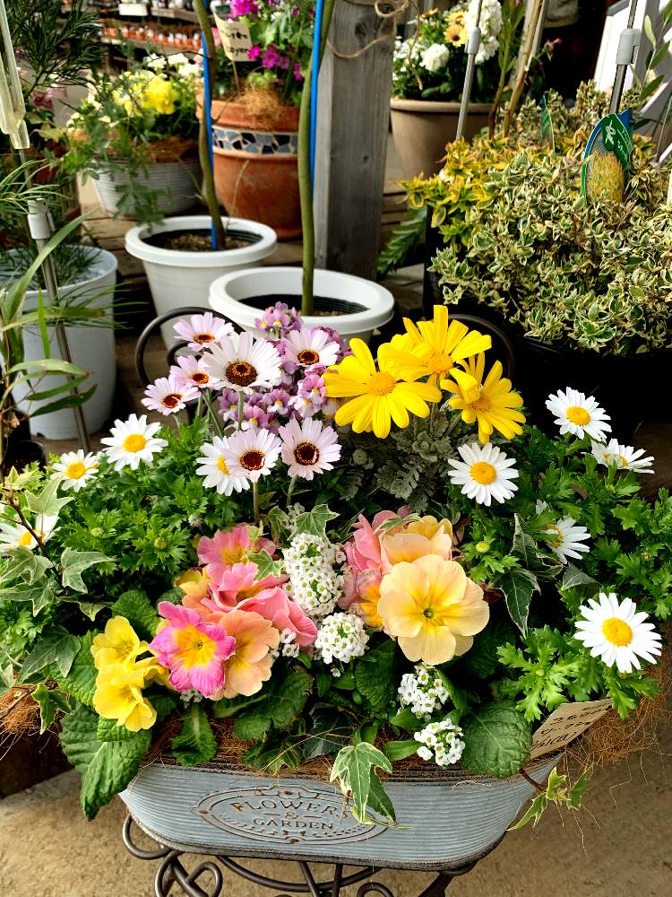 寄せ植え教室の投稿画像 By カインズさん 春の寄せ植えとイベントとお誘いとカインズとホームセンターと花のある暮らしとカインズ浦和美園店とcainzと カインズホーム 21月2月17日 Greensnap グリーンスナップ