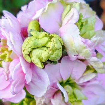 御自愛くださいの画像 by hiroさん | 小さな庭とピンクの花が好きと医療関係者に感謝とありがとう❣️と御自愛くださいとコロナに負けるな‼️と ストック