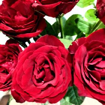 御自愛くださいの画像 by hiroさん | 部屋と水曜ローズショーと医療関係者に感謝とありがとう❣️と御自愛くださいと深紅の薔薇とコロナに負けるな‼️