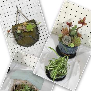 手作りの庭,多肉棚DIY,花のある暮らし,DIY室外機カバー,DIY飾り棚の画像