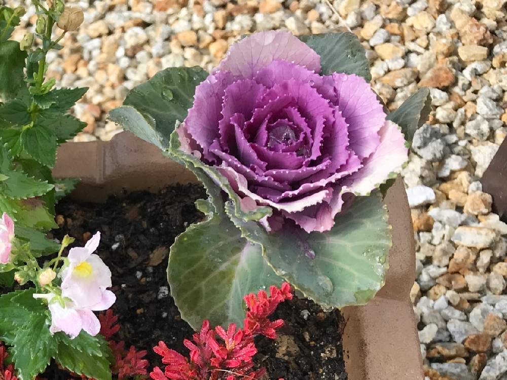 可愛い葉牡丹の成長 3 6更新 Greensnap グリーンスナップ