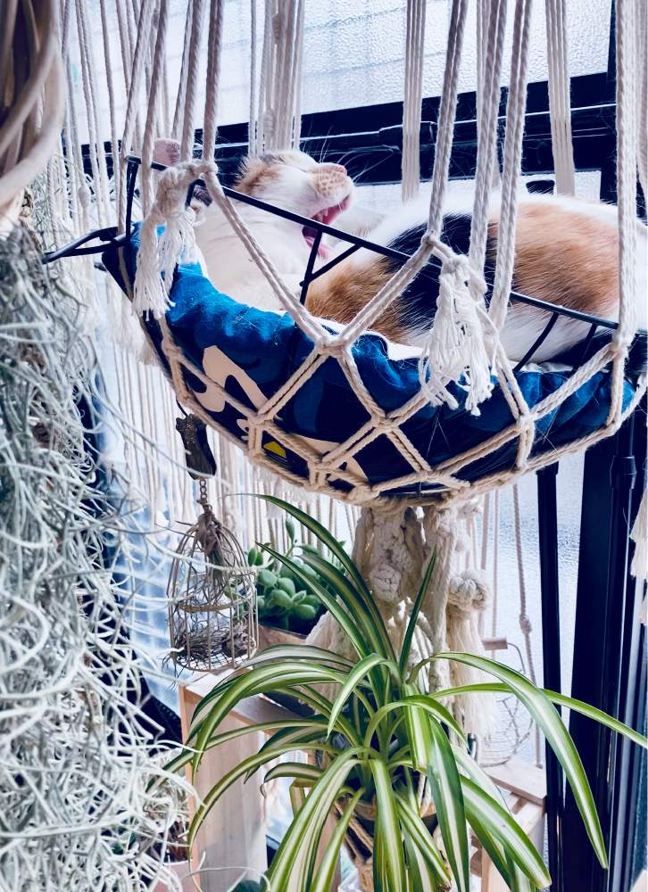 オリヅルランの投稿画像 By 火星まで30秒さん ウスネオイデスと熊童子と瀕死のチラ達と手作りとエアプランツ チランジアと猫 と緑のある暮らしと初心者とdiyが好きとねこ好きと宇宙好きとエアプランツとマクラメ 21月2月17日 Greensnap グリーンスナップ