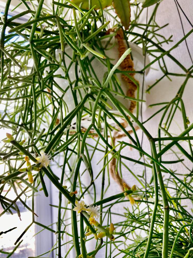 リプサリス ヘテロクラダの投稿画像 By Greenさん マクラメハンガーと増やしたい とおうちの植物とグリーンのある暮らしと緑のカーテンとつぼみとハンギングと花が見たいとリプサリス属とジャングル化計画と成長記録とお花咲いた と出た 新芽 21月2月17日