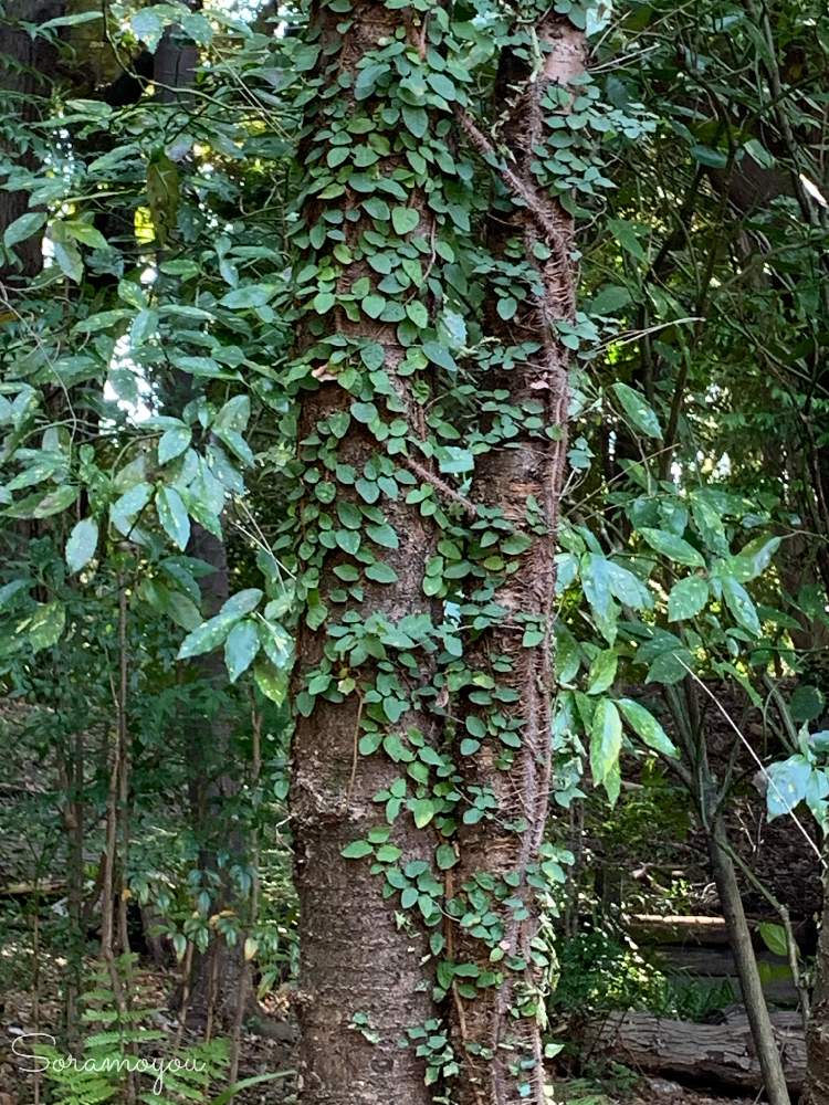 アオキの投稿画像 By そらもようさん オオイタビの幼木とフィカスプミラとフィカスプミラ と徳川園と植物大好き 21月2月17日 Greensnap グリーンスナップ