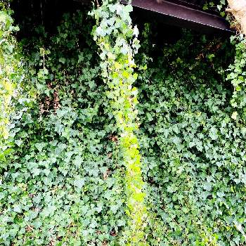 ツタの育て方 水やりの仕方や増やし方は Greensnap グリーンスナップ